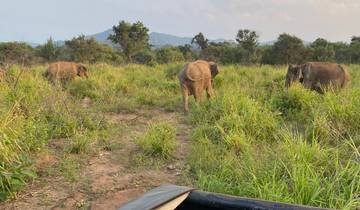 Elephants in a grassy field viewed from a vehicle.