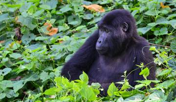 A gorilla sitting among lush greenery.