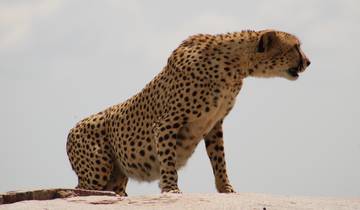 Cheetah sitting on a rock looking towards the right.