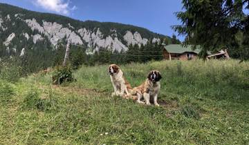 Two dogs sitting on a grassy hillside near a house and forest.