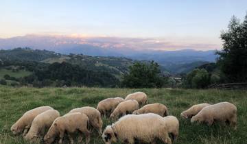 Grazing sheep on a lush green pasture with mountain backdrop.