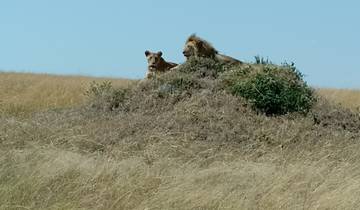 Two lions resting atop a grassy mound.