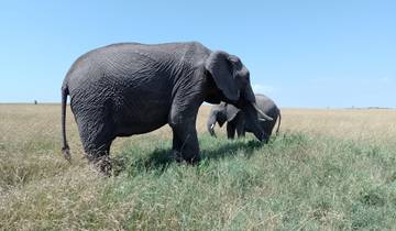 Two elephants walking through the grass in the wild.