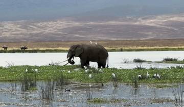 Elephant standing in water with birds and plants around.