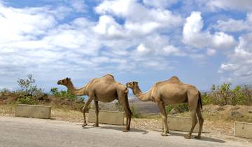 Two camels walking on the road with a scenic landscape in the background.