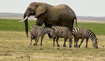 Elephant and zebras grazing in the savannah.