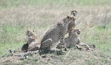 Cheetahs gathered on a mound in a savanna landscape.