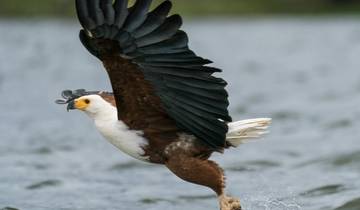 African Fish Eagle catching a fish in its talons.