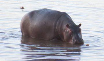 Hippo partially submerged in water.