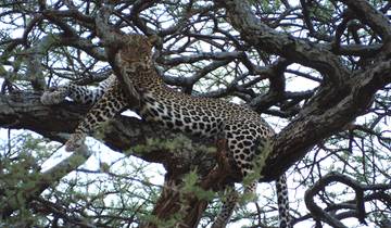 Leopard resting on a tree branch.
