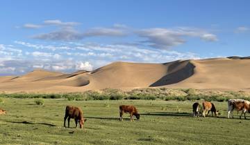 Cows grazing in a grassy area with sand dunes in the background.