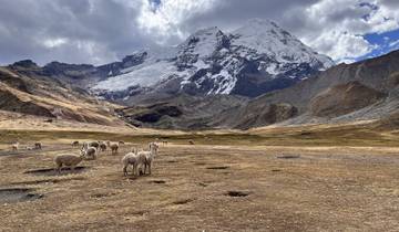 Flock of sheep grazing in a valley with mountains in the background.