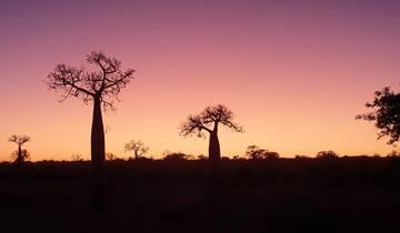 Silhouette of baobab trees against a colorful sunset.