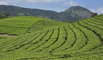 Rolling tea plantations stretching towards distant hills.