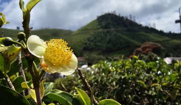 Close-up of a blooming flower with hilly tea plantations in the background.