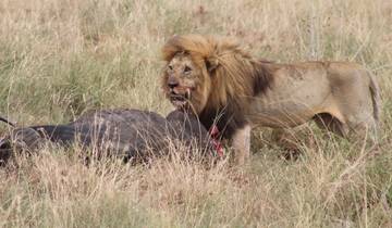 Lion with a prey carcass in a field.