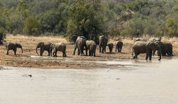 A group of elephants near a water body.