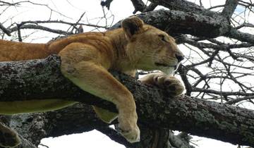 Lion resting on a tree branch.