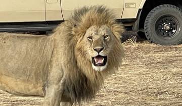 Close-up of a lion with a safari vehicle in the background.
