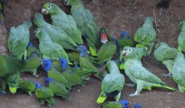Colorful parrots perched on a clay wall.