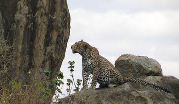 Leopard sitting on rocks looking at a larger rock.