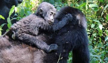 Young gorilla riding on the back of an adult in a lush forest.