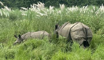Two rhinoceroses grazing in tall grass.