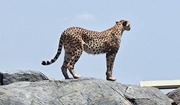Cheetah standing on a rock gazing into the distance.