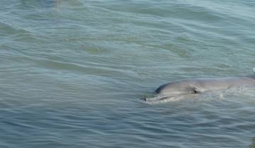 Dolphin swimming near the surface of the water.
