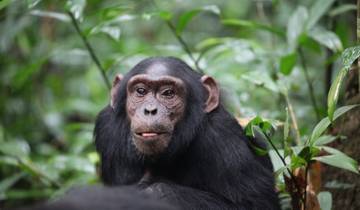 Chimpanzee in a forested area looking at the camera.