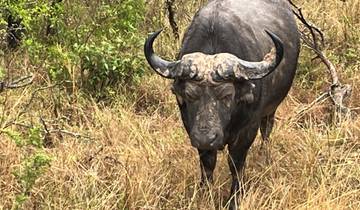 Buffalo standing alertly in tall grass.