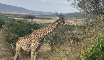 Giraffe standing among bushes in grassland.