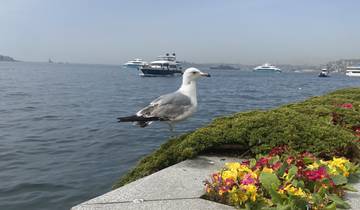 Seagull perched on a ledge with yachts and city skyline in the background.