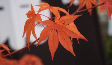 Close-up of red maple leaves.
