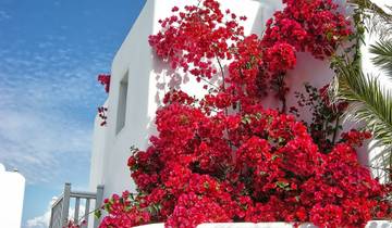 Bright pink bougainvillea flowers against a traditional white building.
