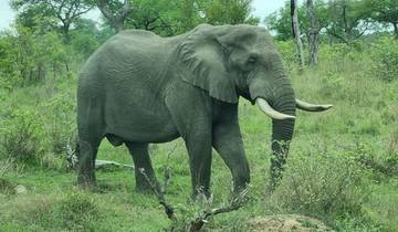 Elephant walking through green savanna.