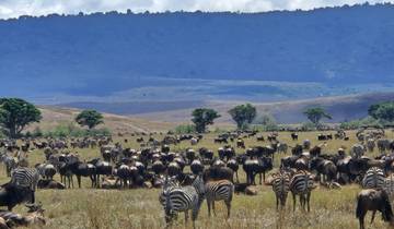 Large herd of wildebeests and zebras on a plain.