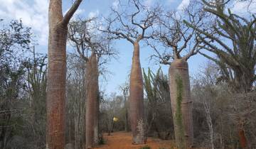 Grove of tall baobab trees in a dry, bushy landscape.