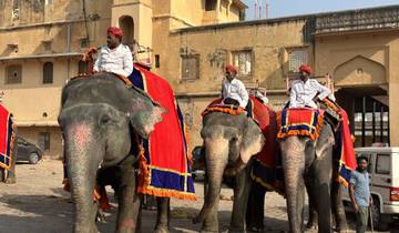 Group of decorated elephants with riders in front of historical building.