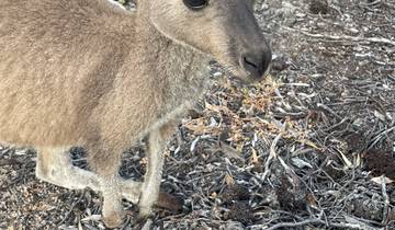 Kangaroo standing in a natural bush setting.