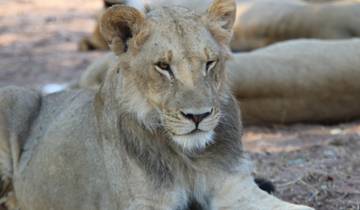 Lion resting in a shaded area.