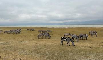 A herd of zebras grazing on a vast plain under a cloudy sky.