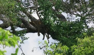 Cheetah resting on a tree branch surrounded by foliage.