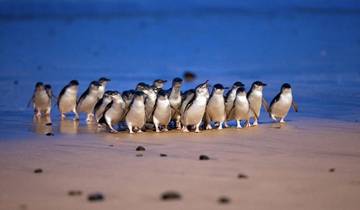 Group of small penguins walking on a beach at dusk.