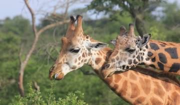 Two giraffes standing in the savanna.