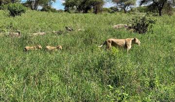 Lioness leading cubs through high grass.