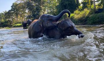 Elephants playing in a river.