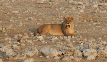 Lioness resting on a stony ground in the savannah.