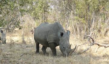 Rhinoceros grazing in a woodland area.