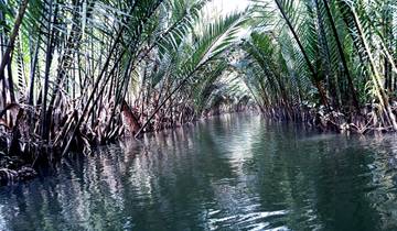 Beautiful waterway lined with tall palm trees creating a canopy.